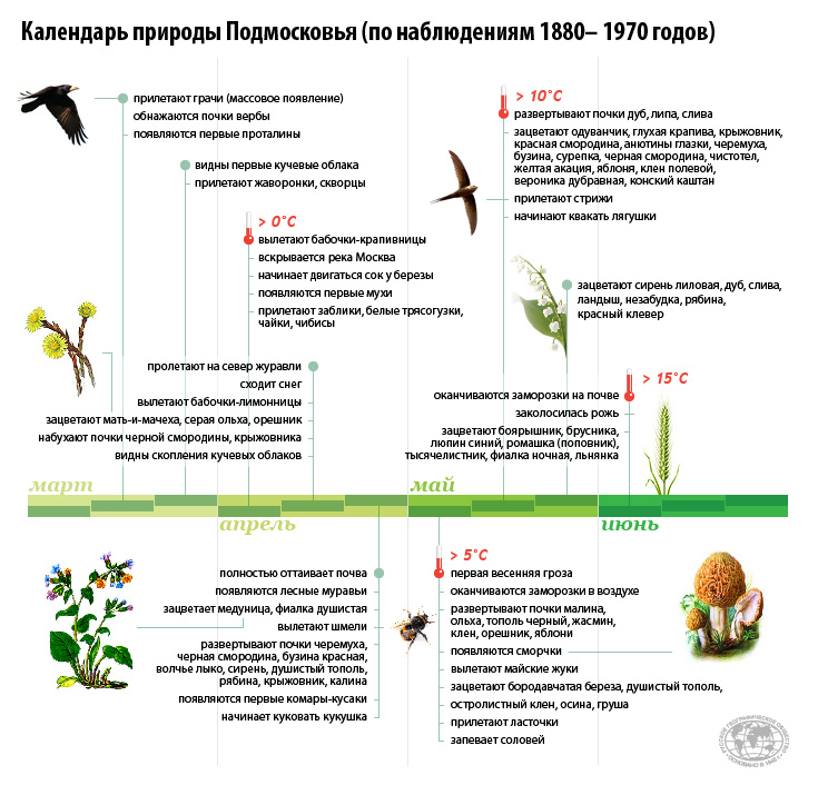 Фенологические в жизни растений. Фенологический календарь. Календарь фенологических наблюдений. Фенологический дневник.