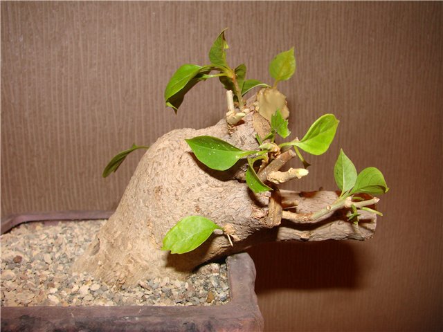post-7-1258105993.jpg