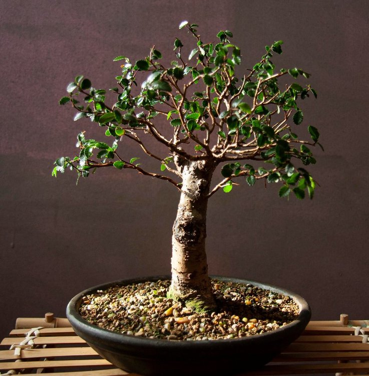 Chinese_ELM_4_aug_2021_2.jpg