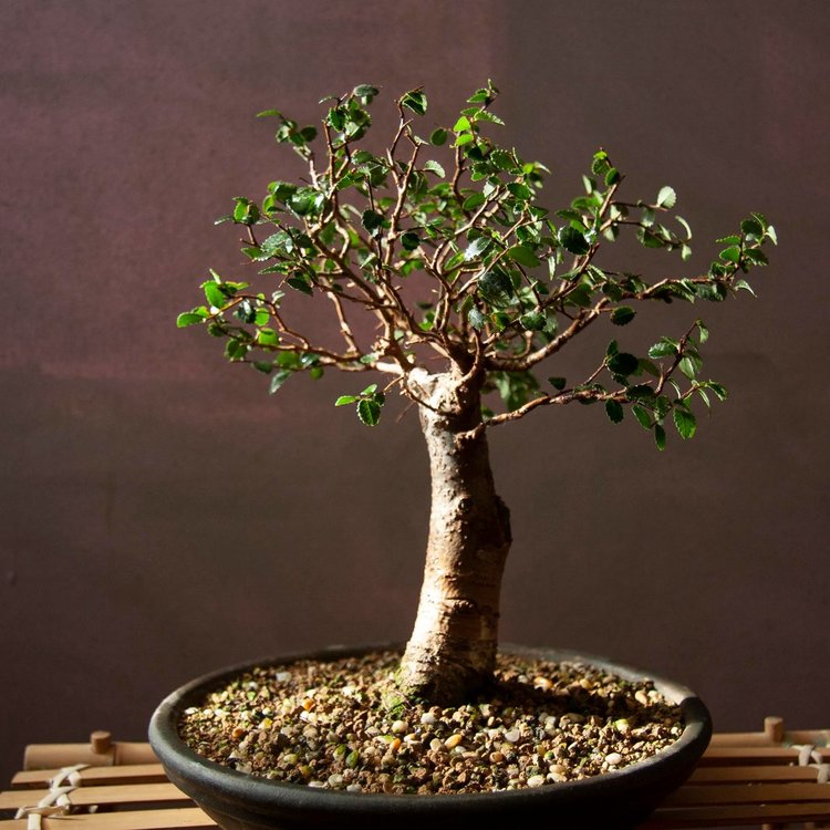 Chinese_ELM_4_aug_2021_4.jpg