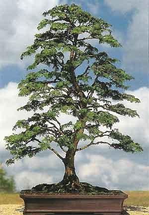 bonsai_hinoki_cyp4.jpg.cef9bd5e794ad227ebcc650854f83643.jpg