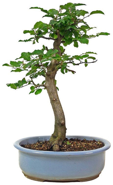 L024-03_carpinus_betulus_1607_bonsai.thumb.jpeg.25bc1154d0d39ce1fe86615951e372c9.jpeg