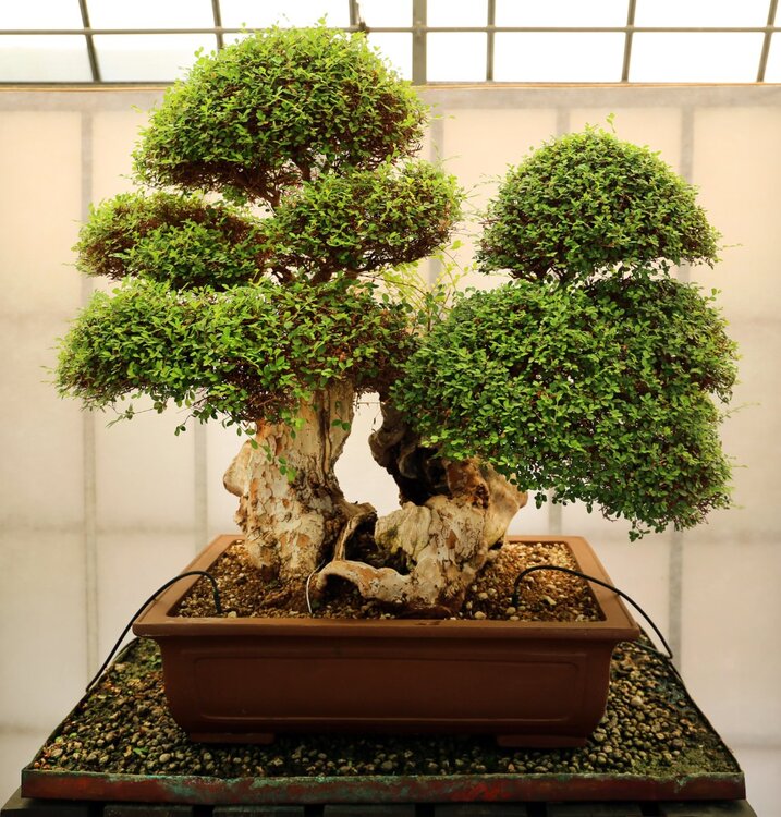Pescia,_museo_del_bonsai,_ulmus_parvifolia,_stile_kabudachi_(a_ceppaia),_dalla_vcina,_circa_100_anni.jpg