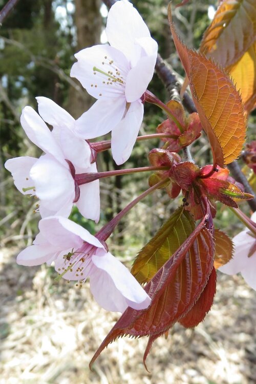 Prunus_sargentii_2.jpg