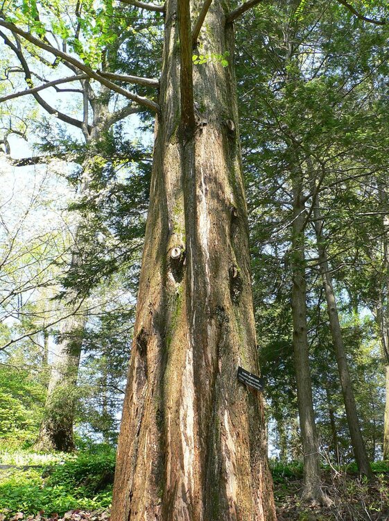 Metasequoia_Glyptostroboides2.jpg