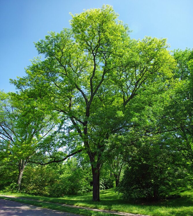 Gleditsia_triacanthos_sunburst.jpg
