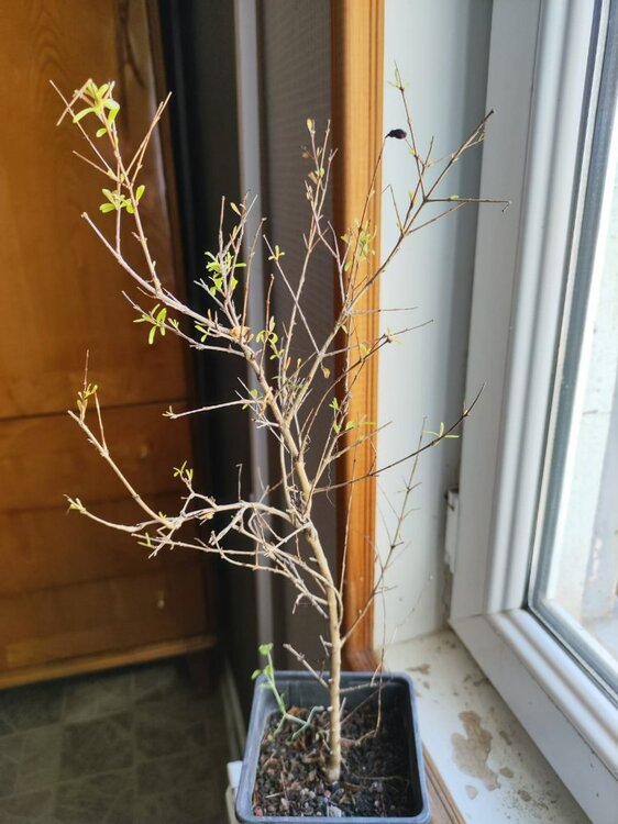 WhatsApp Image 2026-03-18 at 14.5ы2.30.jpeg