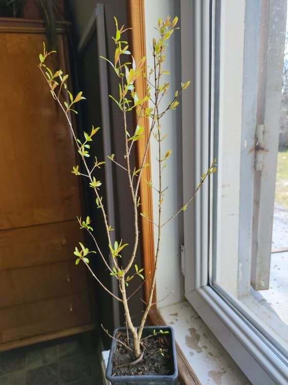 WhatsApp Image 2026-03-18 at 14.52.30.jpeg