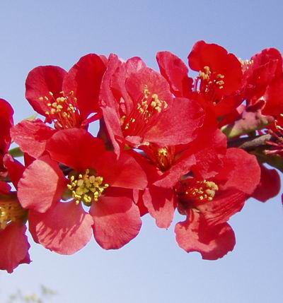 bonsai_flowers_chaenomeles5.jpg